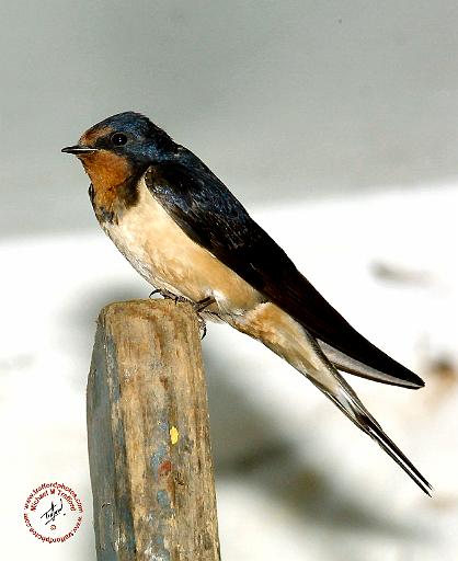 Swallow 8W93D-05.JPG